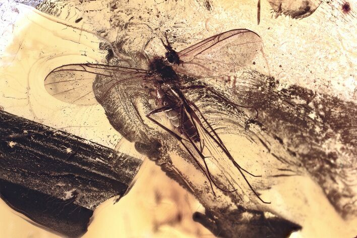 Detailed Fossil Fungus Gnat (Mycetophilidae) In Baltic Amber #367536
